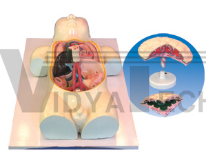 The model of fetus circulation and placenta (3parts)